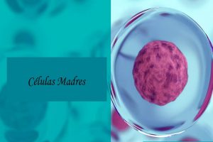 células madres